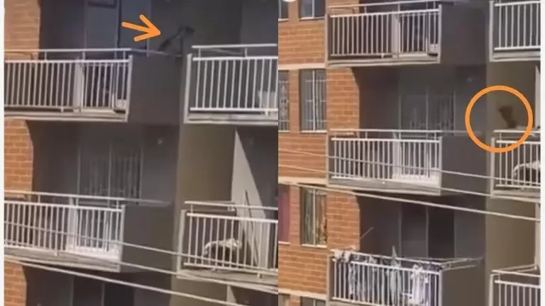 un perro se lanz al vaco desde un quinto piso en Valledupar: