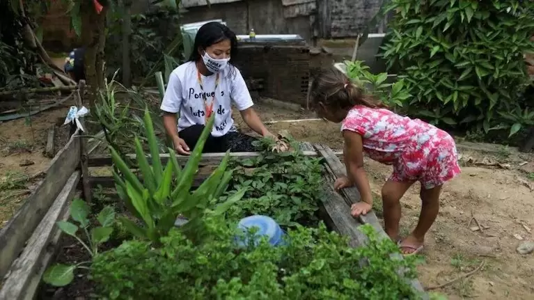 La planta de ashwagandha es originaria de frica y Asia. (Foto: Reuters).